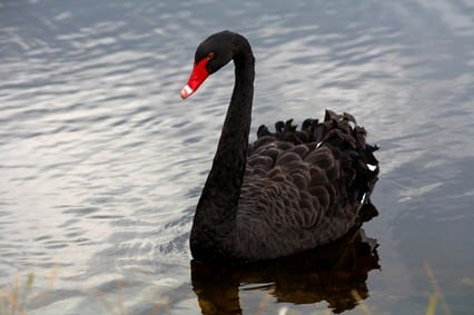 StrategyDriven Risk Management Article | Black Swan